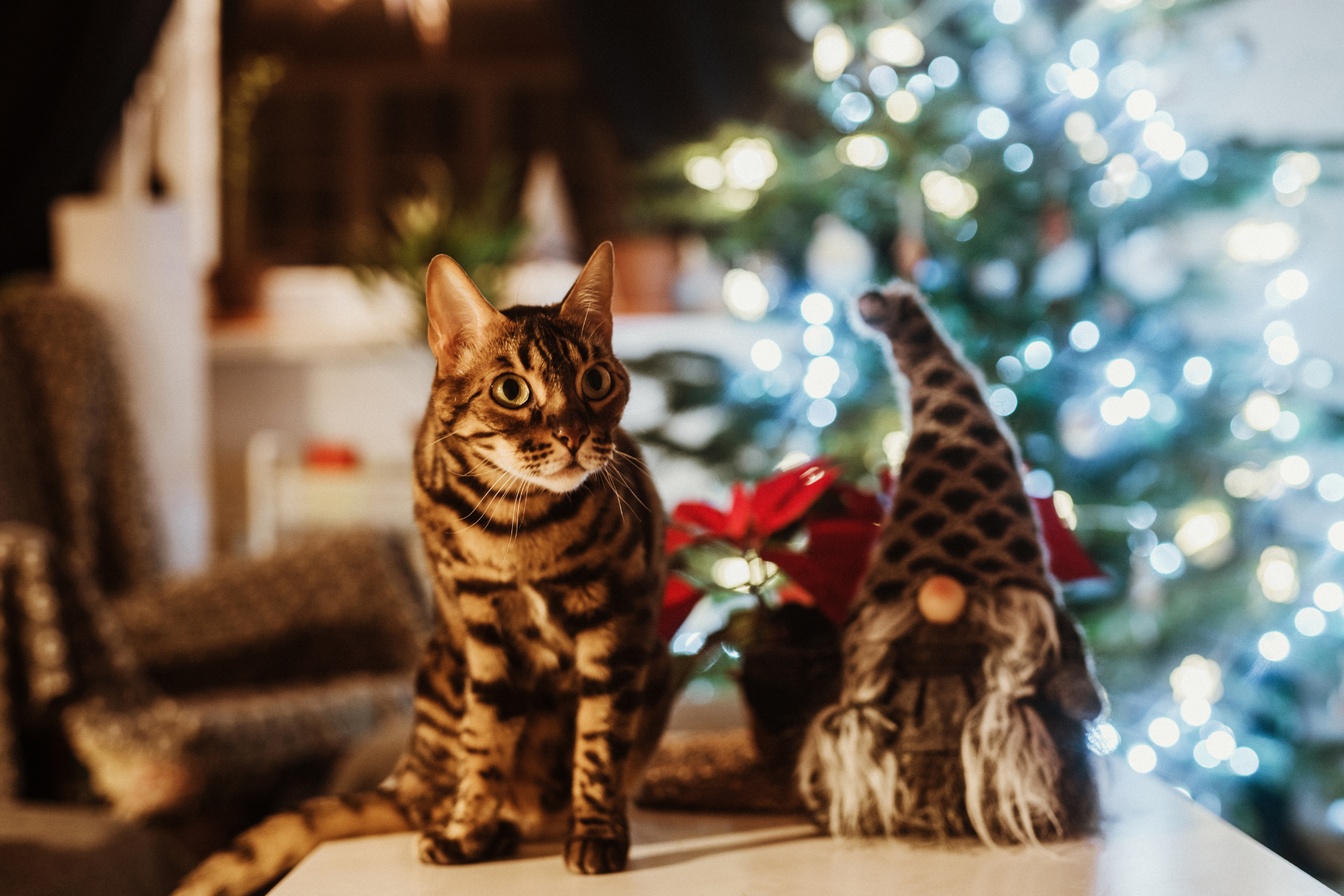 Vanoce-silvestr-stres-prujmy-psi-a-kocky-vyhodne-balicky-uleva-od stresu2